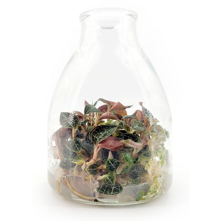 Healthy Anoectochilus Seedlings